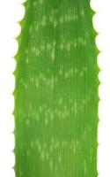 aloe plant closeup photo