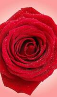 rojo rosas de cerca foto