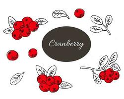 Cranberry Hand drawn sketch outline with red color. Vector illustration can used for berry background, pattern, food and drink label. Set of berry full isolated.