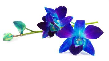 flores de orquídea púrpura foto