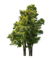 Tree isolated on white background with clipping path and alpha channel. photo