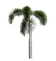 Green palm tree isolated on white background with clipping path and alpha channel. photo