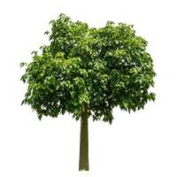 Tree isolated on white background with clipping path and alpha channel. photo