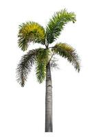 Green palm tree isolated on white background with clipping path and alpha channel. photo