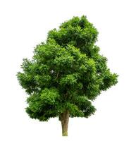 Tree isolated on white background with clipping path and alpha channel. photo