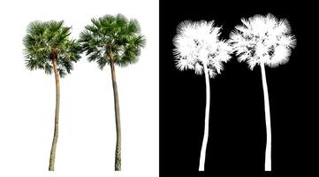 Green palm tree isolated on white background with clipping path and alpha channel on black background. photo