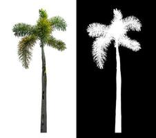 Green palm tree isolated on white background with clipping path and alpha channel on black background. photo