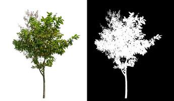 Single green tree on white background with clipping path and alpha channel on black background. photo