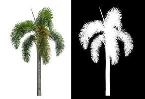 Green palm tree isolated on white background with clipping path and alpha channel on black background. photo