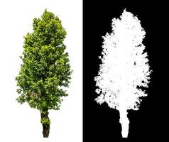 Single green tree on white background with clipping path and alpha channel on black background. photo