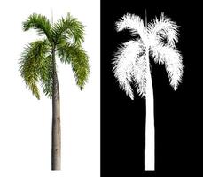 Green palm tree isolated on white background with clipping path and alpha channel on black background. photo