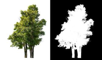 Single green tree on white background with clipping path and alpha channel on black background. photo