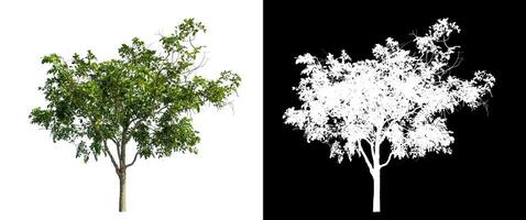 Single green tree on white background with clipping path and alpha channel on black background. photo