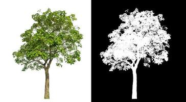 Single green tree on white background with clipping path and alpha channel on black background. photo