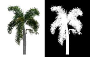 Green palm tree isolated on white background with clipping path and alpha channel on black background. photo