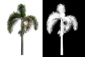 Green palm tree isolated on white background with clipping path and alpha channel on black background. photo