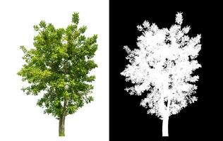Single green tree on white background with clipping path and alpha channel on black background. photo