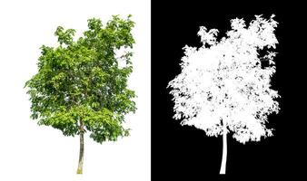 Single green tree on white background with clipping path and alpha channel on black background. photo