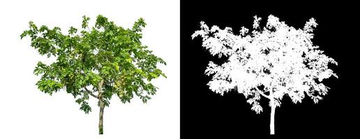 Single green tree on white background with clipping path and alpha channel on black background. photo