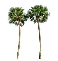 Green palm tree isolated on white background with clipping path and alpha channel. photo