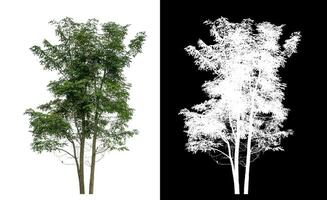 Single green tree on white background with clipping path and alpha channel on black background. photo
