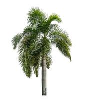 Green palm tree isolated on white background with clipping path and alpha channel. photo