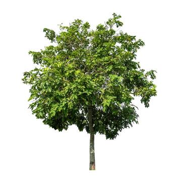 Tree isolated on white background with clipping path and alpha channel. photo