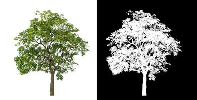 Single green tree on white background with clipping path and alpha channel on black background. photo