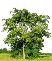 árbol aislado en blanco antecedentes con recorte camino y alfa canal. foto