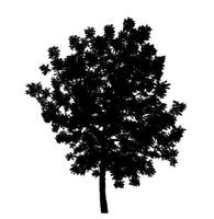 silhouette of a tree on a white background with clipping path and alpha channel. photo