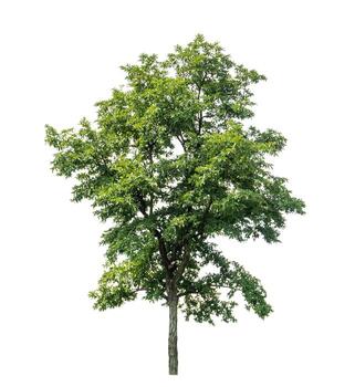 Tree isolated on white background with clipping path and alpha channel. photo