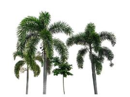 Group of palm trees on white background with clipping path and alpha channel. photo