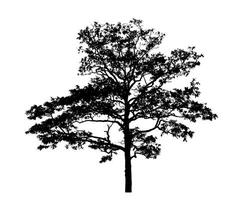 silhouette of a tree on a white background with clipping path and alpha channel. photo