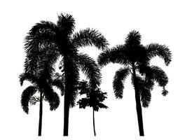 silueta de un palma árbol en un transparente antecedentes con recorte camino y alfa canal. foto
