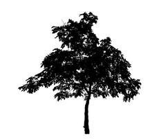 Tree silhouette on white background with clipping path and alpha channel. photo