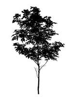 Tree silhouette on white background with clipping path and alpha channel. photo