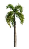 Green palm tree isolated on white background with clipping path and alpha channel photo