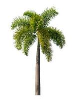 Green palm tree isolated on white background with clipping path and alpha channel photo