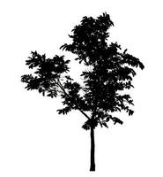 Tree silhouette on white background with clipping path and alpha channel. photo