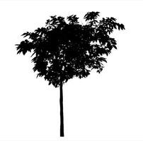 Tree silhouette on white background with clipping path and alpha channel. photo