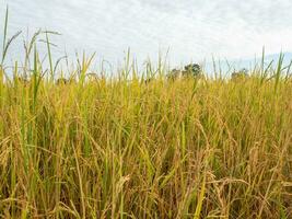 Golden rice field, Rice field in Beautiful sunrise. photo