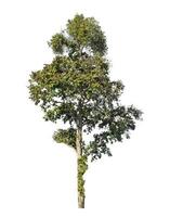 Tree isolated on white background, Tropical tree. photo