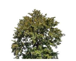 canopy tree on white background with clipping path and alpha channel. photo