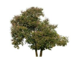 Tree isolated on white background, Tropical tree. photo