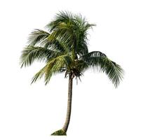 Coconut tree on white background with clipping path and alpha channel. photo