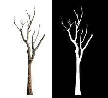 Dead tree on white background with clipping path and alpha channel on black background. photo