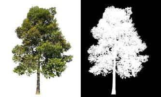 Single tree on white background with clipping path and alpha channel on black background. photo