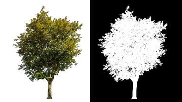 Single trees on white background with clipping path and alpha channel on black background. photo