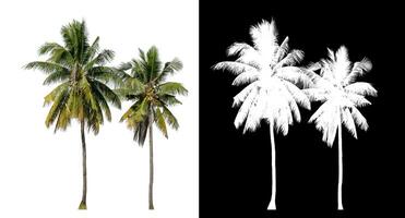 Coconut on white background with clipping path and alpha channel on black background. photo