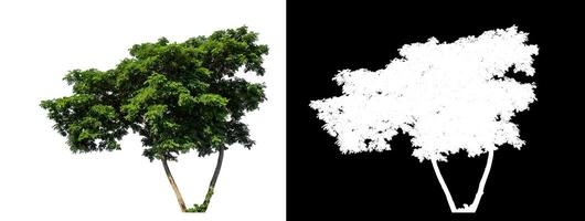 Green tree on white background with clipping path and alpha channel on black background. photo